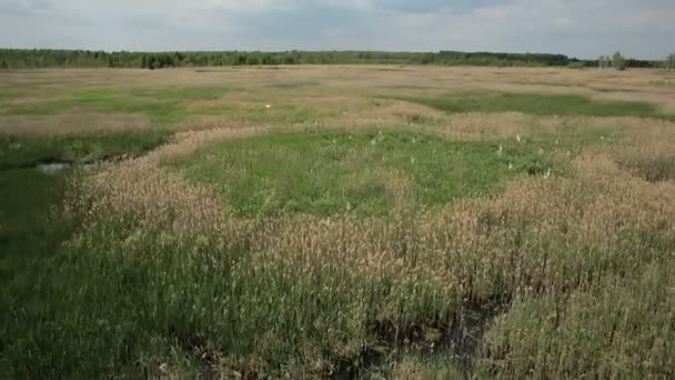 Luchtfoto van moeraslanden met witte reigers nestelplaats — Stockvideo