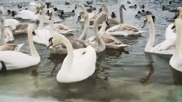 Labutě na vodě v riverbanck v zimě — Stock video