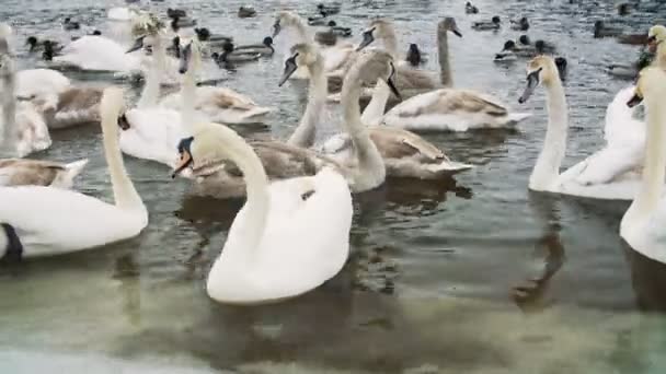 Svanar på vatten av riverbanck under vintern — Stockvideo