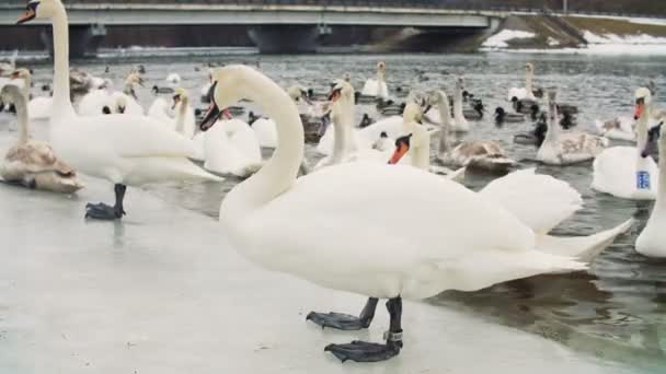 Cisnes en el agua por el riverbanck durante el invierno — Vídeos de Stock