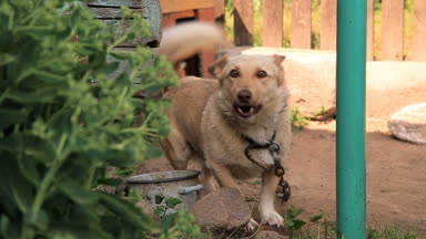 Köpek kulübesi dolanmış bir zincir