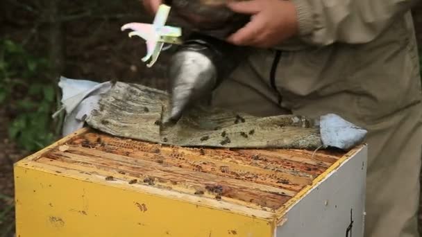 Imker zieht Rahmen aus dem Bienenstock — Stockvideo