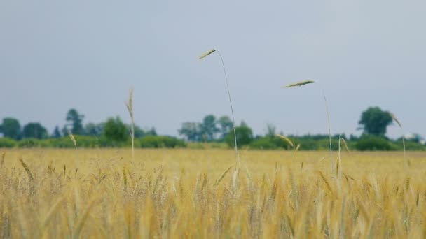 Campo de trigo amarelo ensolarado — Vídeo de Stock