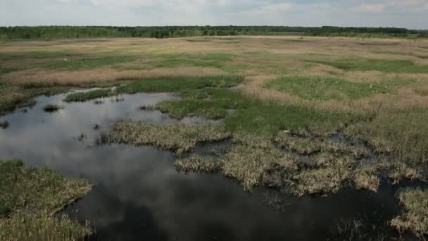 Вид с воздуха на болотные земли с местом гнездования белых цаплей — стоковое видео