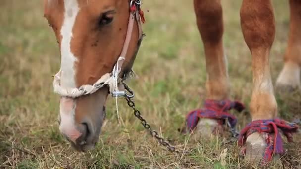 Caballo en el campo — Vídeo de stock