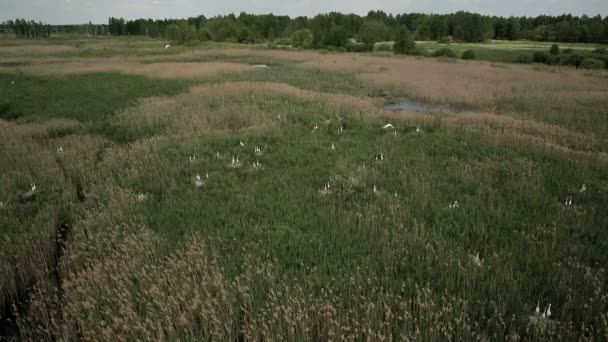 Luchtfoto van moeraslanden met witte reigers nestelplaats — Stockvideo