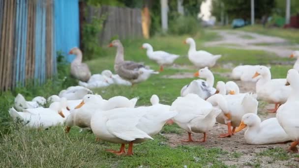 Granja blanca patos por el camino del campo — Vídeos de Stock