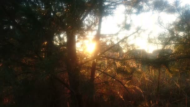 Bright evening sun through pine branches with midges flying — Stock Video