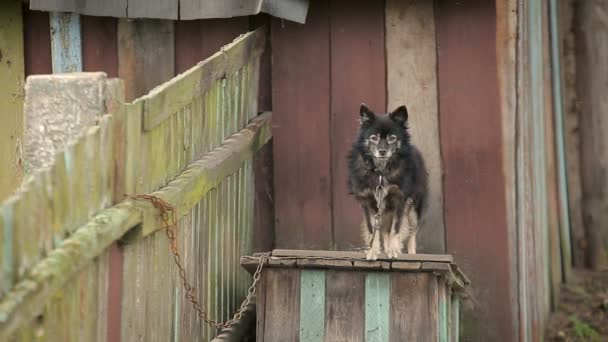 Собака на ланцюжку навколо будки — стокове відео