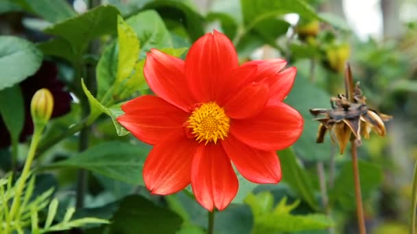 Hermosas flores de jardín — Vídeos de Stock