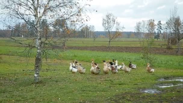 Kaczki biały gospodarstwa przez countryside droga — Wideo stockowe