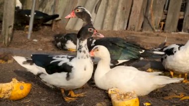 Ördek ve tavuk çiftliği'nde besleme