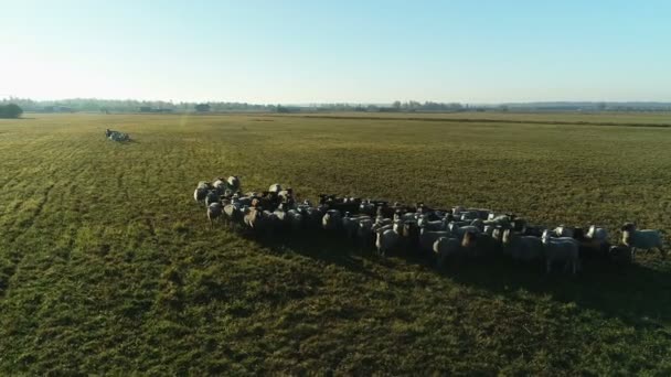 Vista aérea del rebaño de ovejas pastando en el campo de la granja — Vídeo de stock