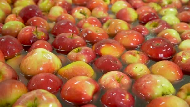 Äpfel waschen auf dem Förderband — Stockvideo