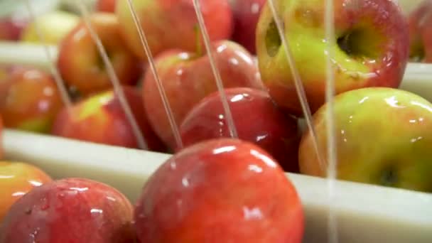 Appels wassen op de transportband — Stockvideo
