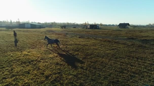 Widok z lotu ptaka na stado owiec i konie wypasane na polu uprawnym — Wideo stockowe