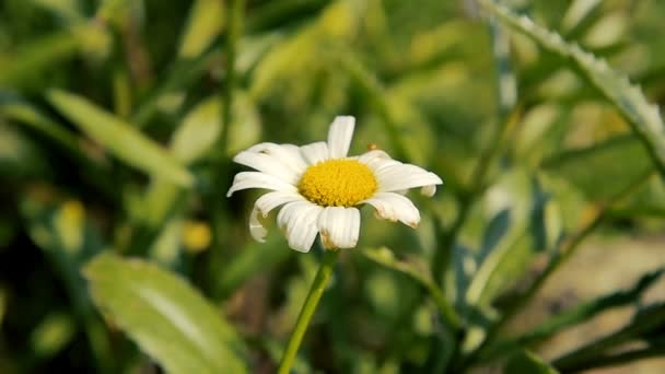 Hermosas flores de jardín — Vídeos de Stock