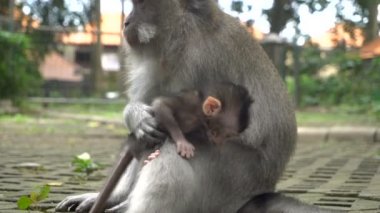 Macaque with a baby resting in a park