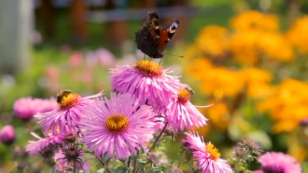 Butterflies flying over pink garden flowers — Stock Video