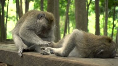 Bir çift makak parkta bir bankta dinleniyor.