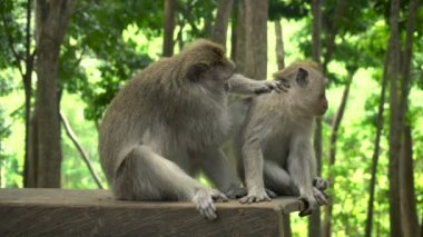 Bir çift makak parkta bir bankta dinleniyor.