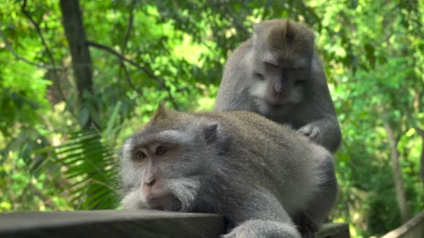 Macaques rusten en verzorgen in een park — Stockvideo