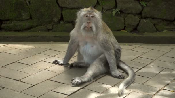 Macaque parkta dinleniyor. — Stok video