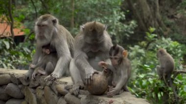 Parkta bebekleri dinlenen Macaques ailesi kakaoyla oynuyor.