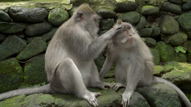 Macacos descansando y acicalándose en un parque — Vídeos de Stock