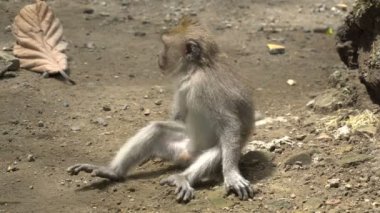 Macaque parkta dinleniyor.