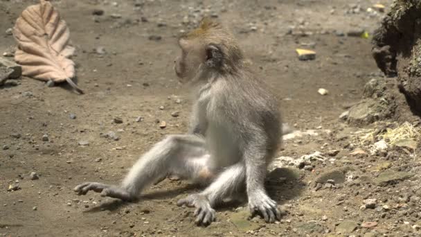 Macaque ξεκουράζεται σε ένα πάρκο — Αρχείο Βίντεο