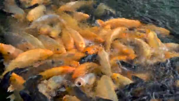 Colorful koi carp fish in a farm pond feeding — Stock Video