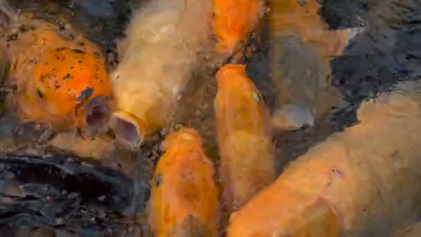 Bunte Koi-Karpfenfische im Teich — Stockvideo