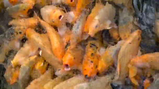 Ikan koi ikan mas berwarna-warni di kolam peternakan yang diberi makan — Stok Video