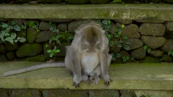Macaque parkta dinleniyor. — Stok video