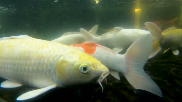 Poisson carpe koï dans un étang