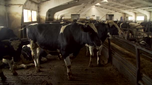 Vacas em um galpão de fazenda leiteira — Vídeo de Stock