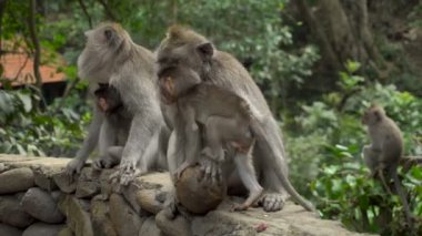 Parkta bebekleri dinlenen Macaques ailesi kakaoyla oynuyor.