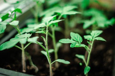 Sebze filizlerinin tohumları