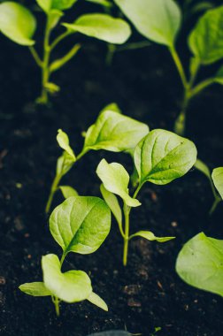 Kapalı alan bitkileri yeşil yapraklar arka plan