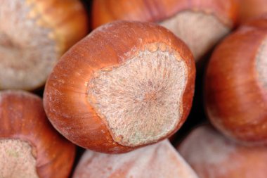 Fındık yatay arka plan