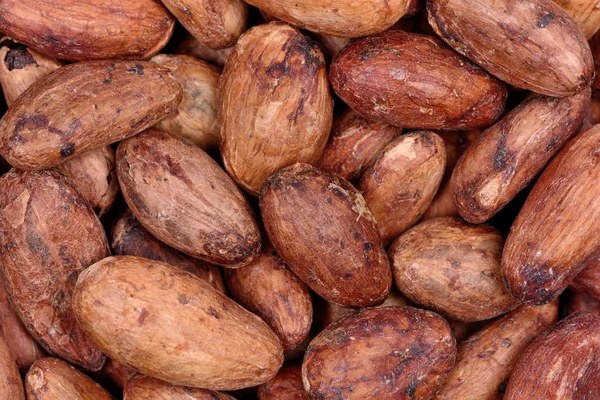 Beaucoup de fèves de cacao de fond — Photo