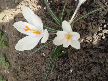 Beyaz timsahlar çok narin çiçeklerdir.