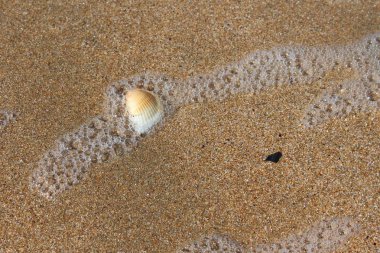 Sahilde güzel bir deniz kabuğu
