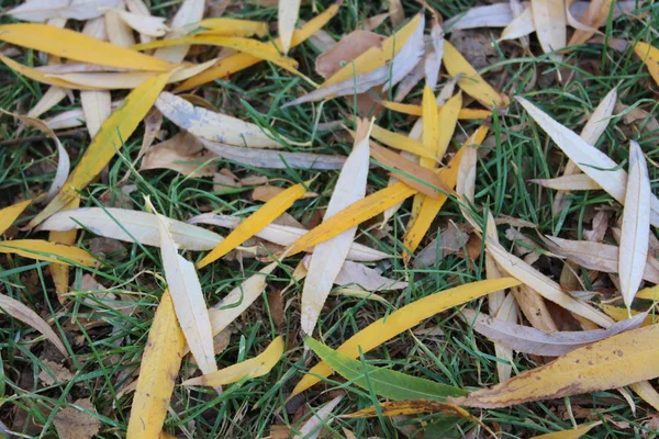 Feuilles Saule Jaune Vif Reposent Sur Herbe — Photo