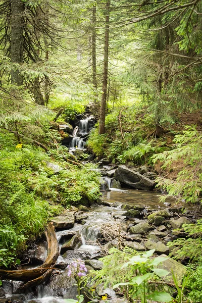 The beginning of the Prut River at the foot of Mount Hoverla