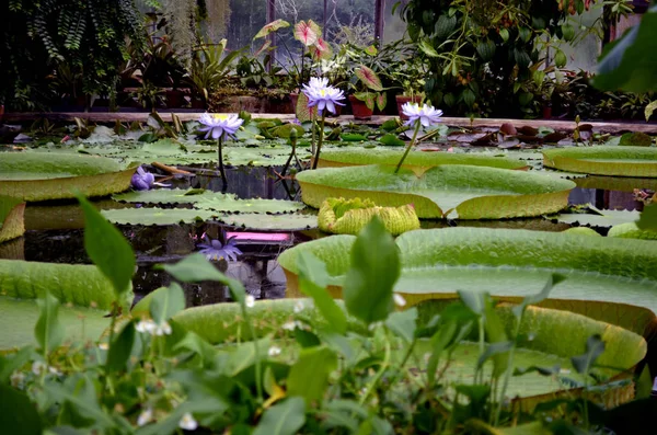 Blühende Seerosen Botanischen Garten Orangerie — Stockfoto