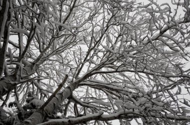 Karla kaplı ağaç dalları bulutlu bir kış gününde beyaz gökyüzüne karşı