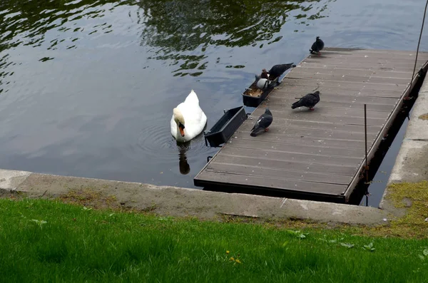 Güzel kar beyazı kuğu ve güvercinler besleyicilerin yanında. Suda tahta duba. Park, göl.