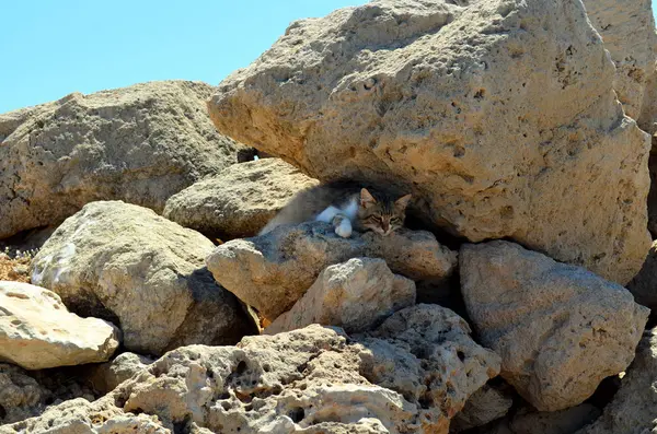 The cat is hiding among the stones from the bright scorching sun
